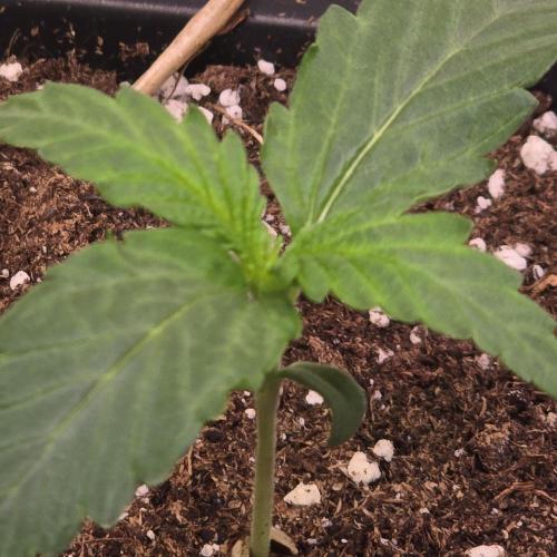 AutoflowerWorldCupBeingThereIsEverything. Week 1