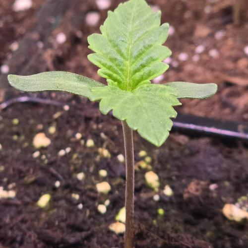 Barcelona Puff. Week 1