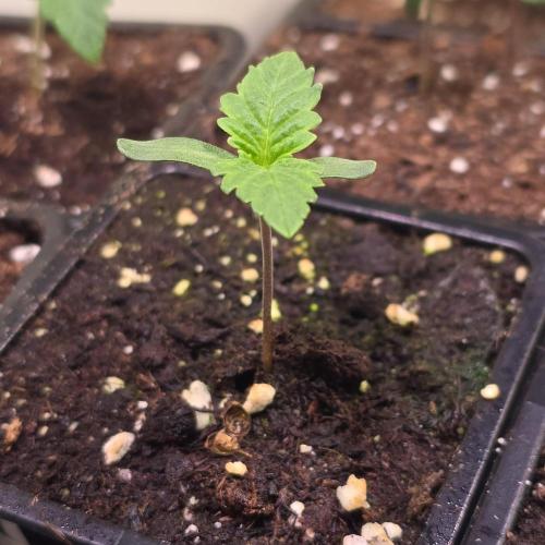 Barcelona Puff. Week 1