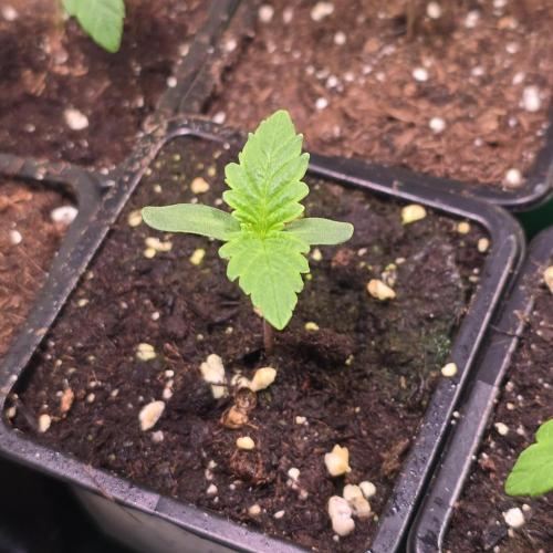 Barcelona Puff. Week 1