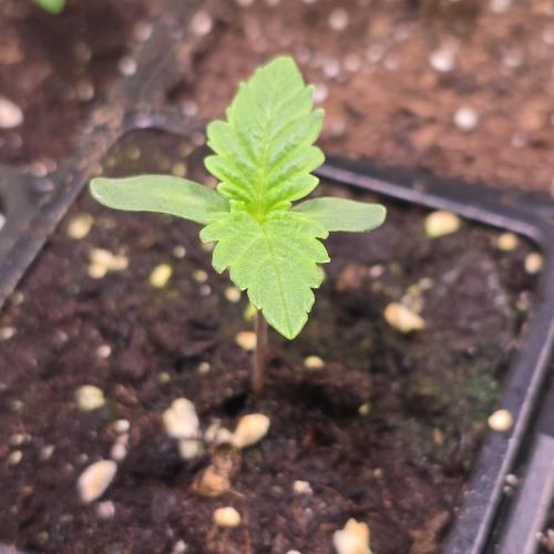 Barcelona Puff. Week 1