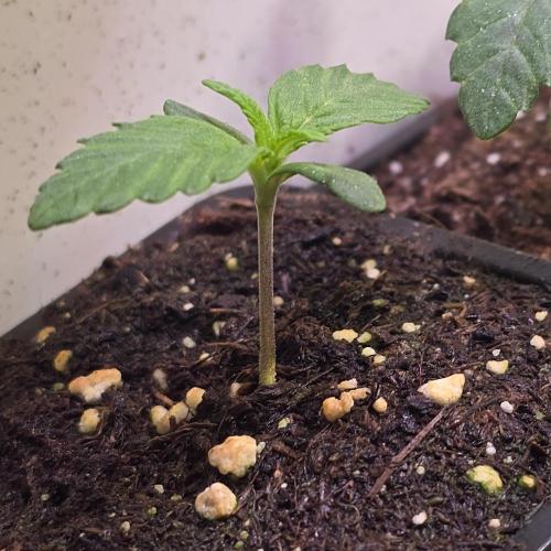 Lemon Mandarin #2. Week 1