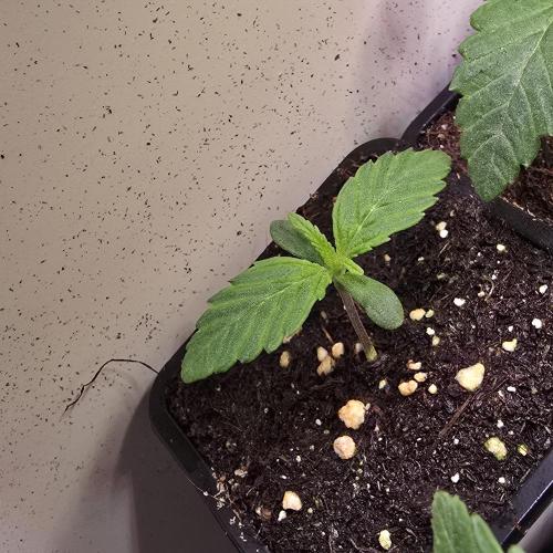 Lemon Mandarin #2. Week 1