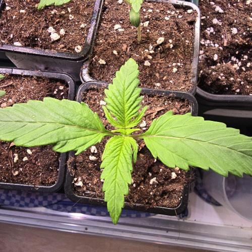 Strawberry Cola Sherbet. Week 1