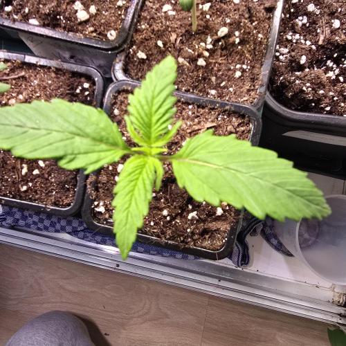 Strawberry Cola Sherbet. Week 1