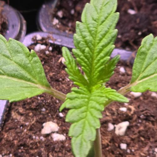 Guava Spritz. Week 1