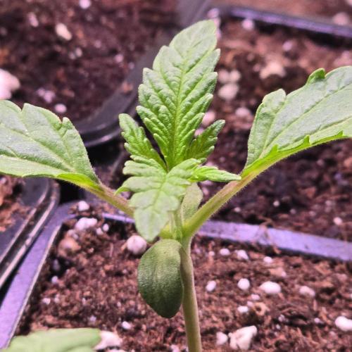 Guava Spritz. Week 1