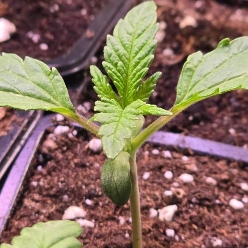 Guava Spritz. Week 1