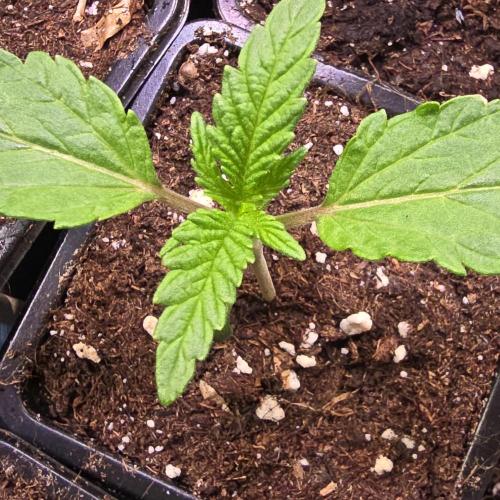 Guava Spritz. Week 1