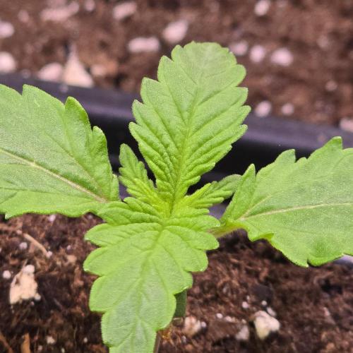 A.Moonrocks #3. Week 1