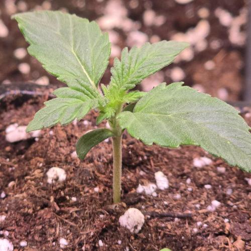 Mimosa Cherry Kush. Week 1