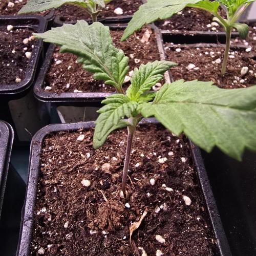 Permanent Marker. Week 1