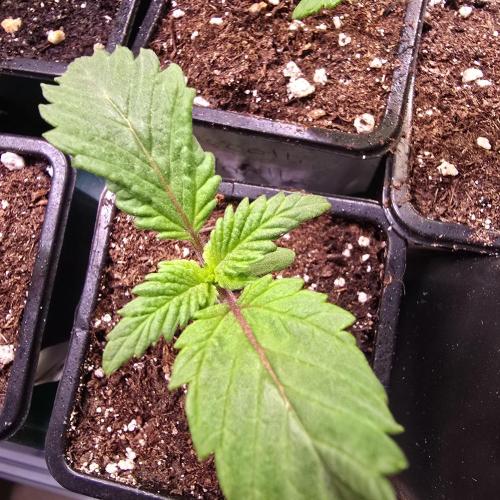 Permanent Marker. Week 1