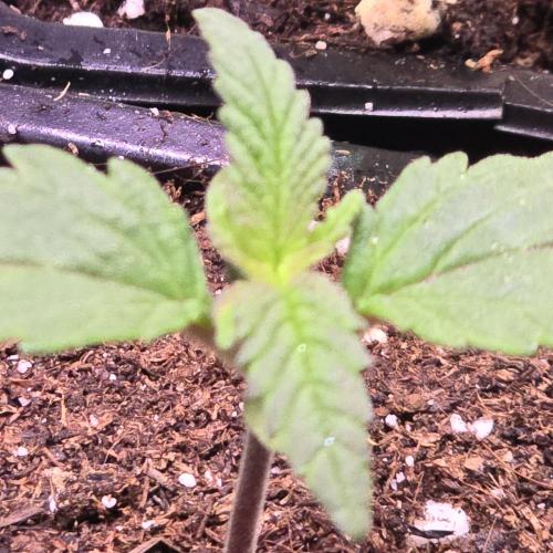 Biscotti Vanilla. Week 1