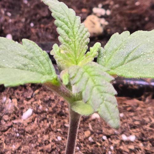 Biscotti Vanilla. Week 1