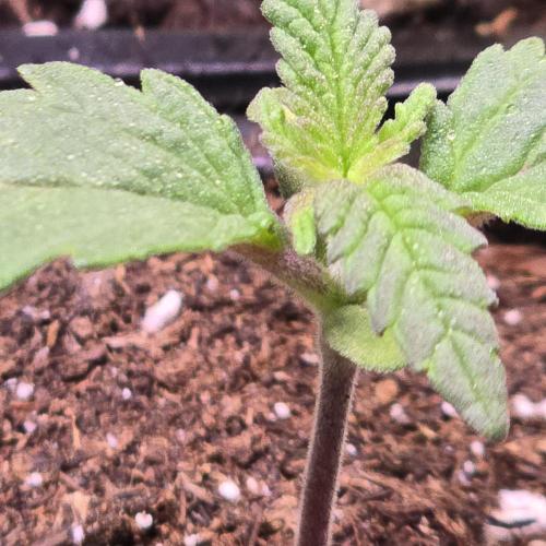 Biscotti Vanilla. Week 1