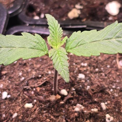 Biscotti Vanilla. Week 1