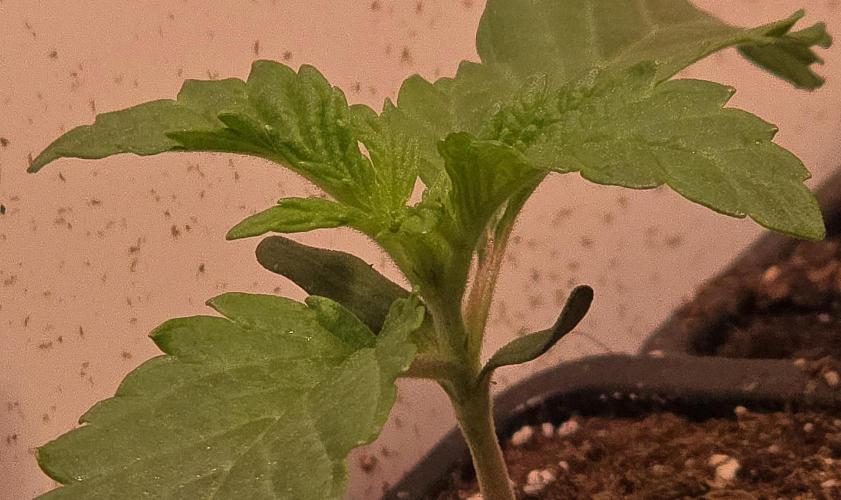 Drizle Pickle. Week 1