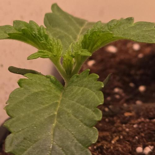 Drizle Pickle. Week 1