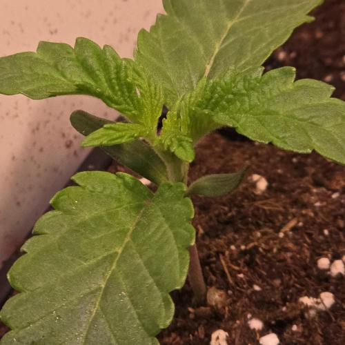 Drizle Pickle. Week 1