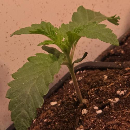 Drizle Pickle. Week 1