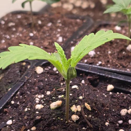 Cali Crasher. Week 1