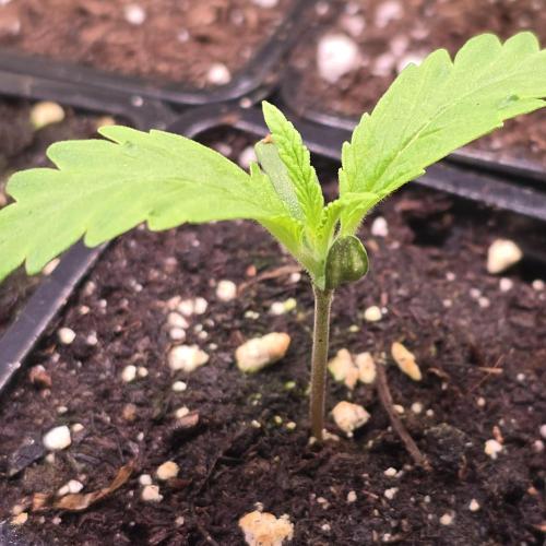 Cali Crasher. Week 1