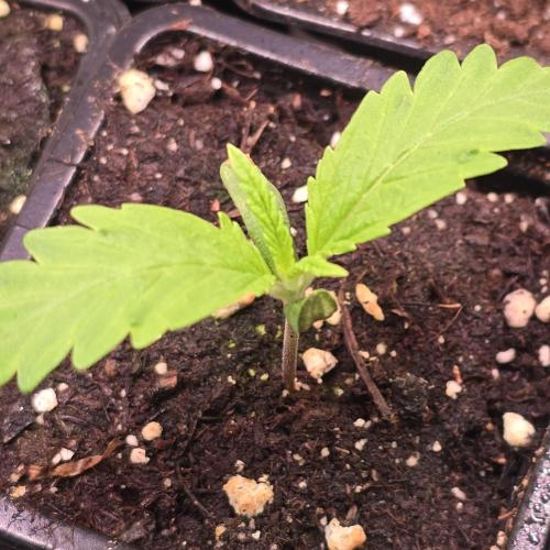 Cali Crasher. Week 1