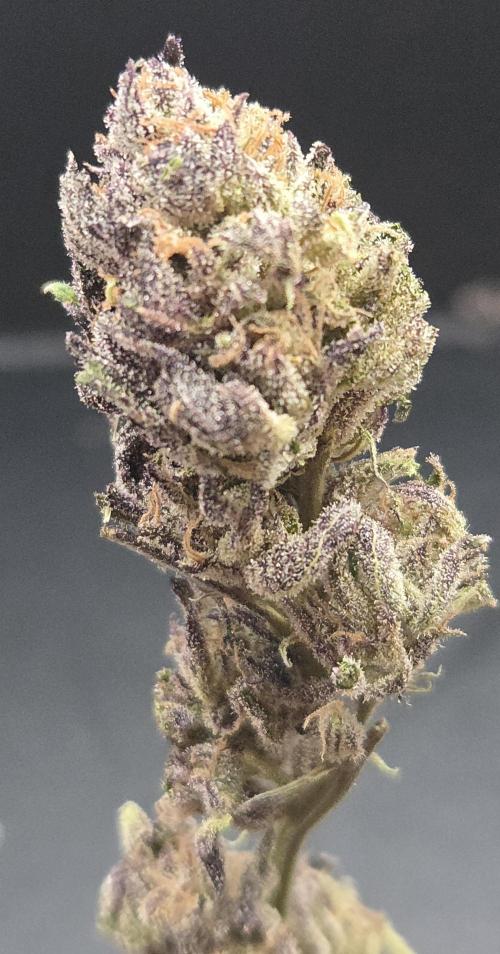 Citrus Slurp. Week 15