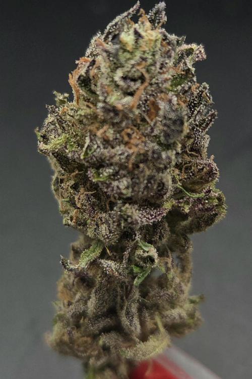 Citrus Slurp. Week 15