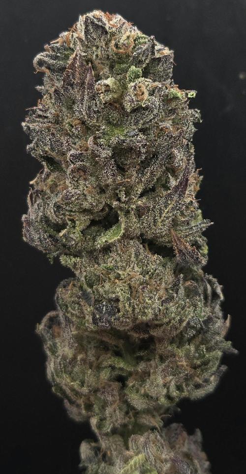 Citrus Slurp. Week 15