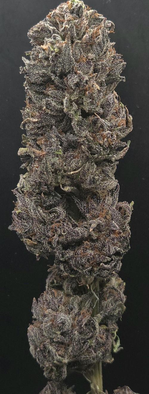 Citrus Slurp. Week 15