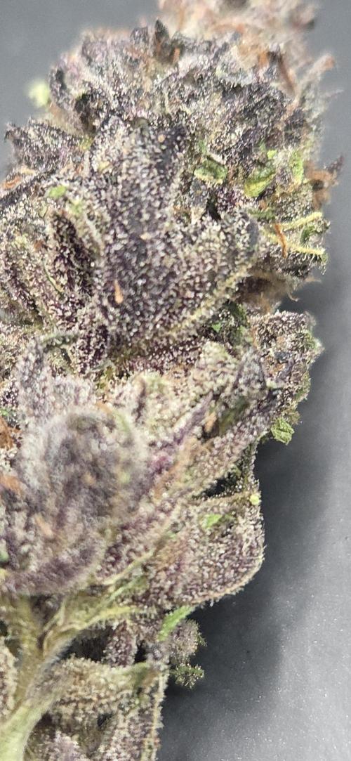 Citrus Slurp. Week 15