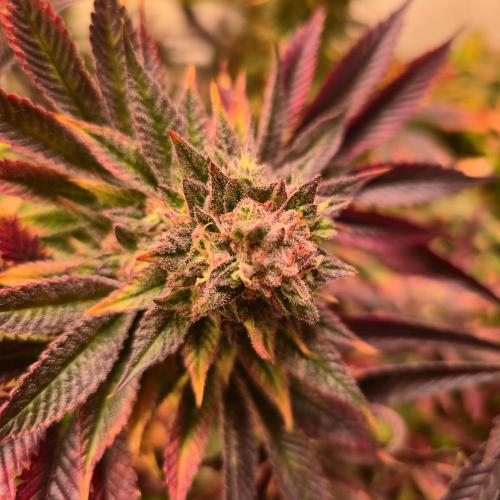 Citrus Slurp. Week 15