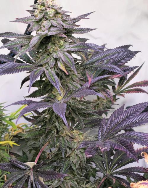 Papaya Stank. Week 15