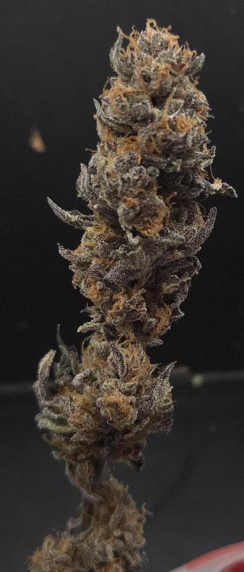 Papaya Stank. Week 15