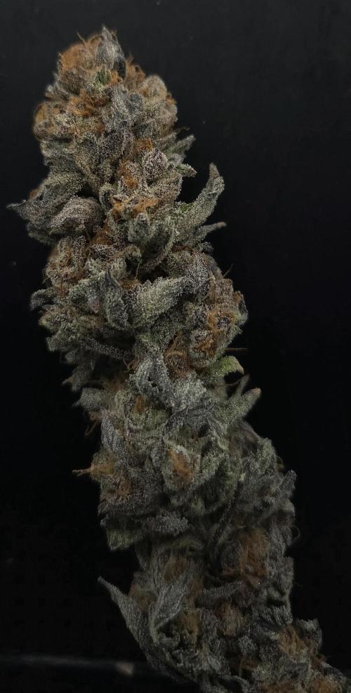 Papaya Stank. Week 15