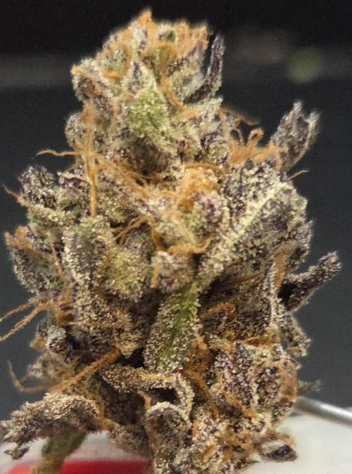 Papaya Stank. Week 15