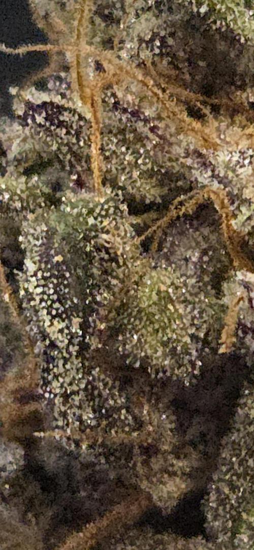 Papaya Stank. Week 15