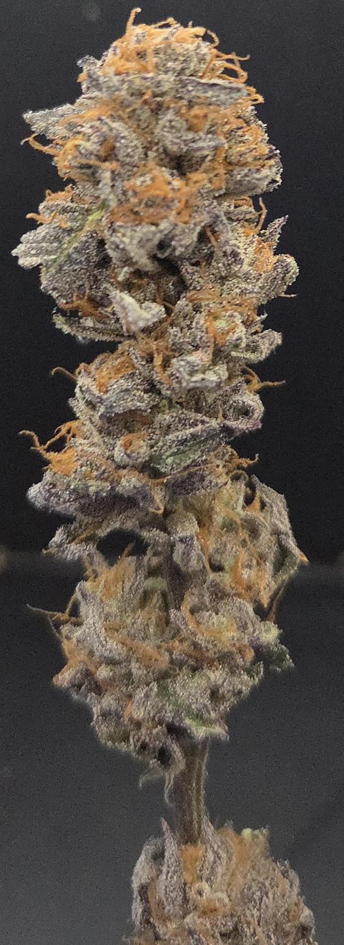 Papaya Stank. Week 15