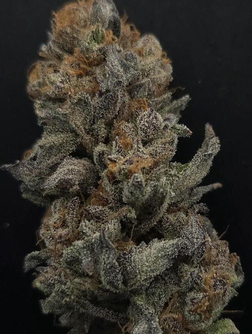 Papaya Stank. Week 15