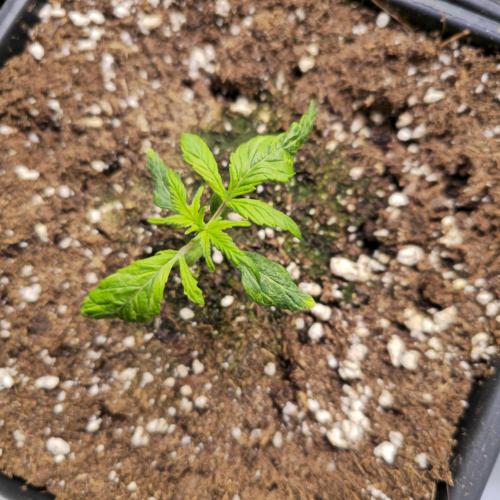 AutoflowerWorldCupBeingThereIsEverything. Week 2 - Dr.ChoiceNr.1