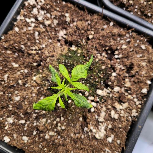 AutoflowerWorldCupBeingThereIsEverything. Week 2