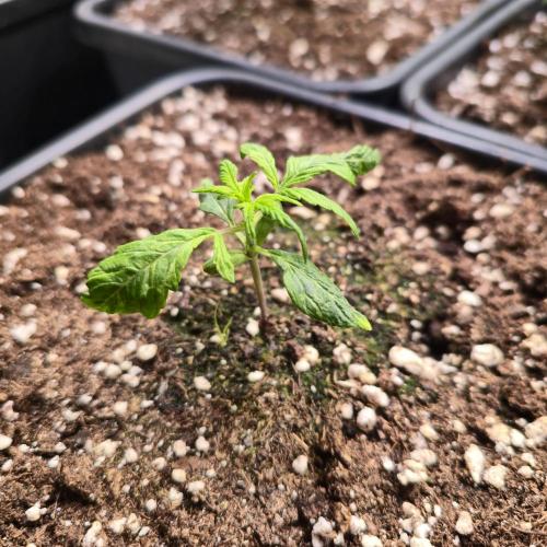 AutoflowerWorldCupBeingThereIsEverything. Week 2