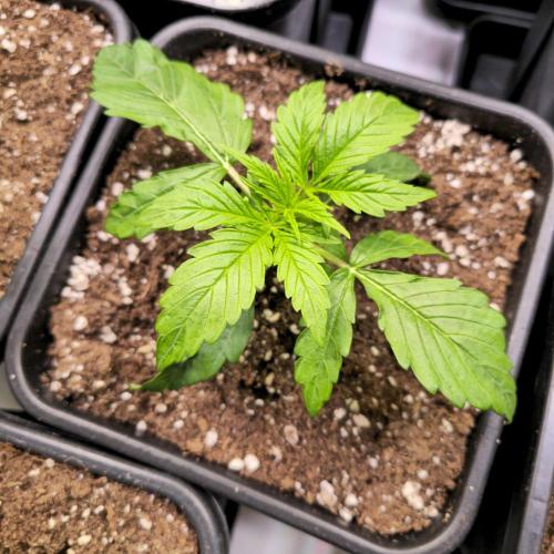 AutoflowerWorldCupBeingThereIsEverything. Week 2 - Rock Maschine 