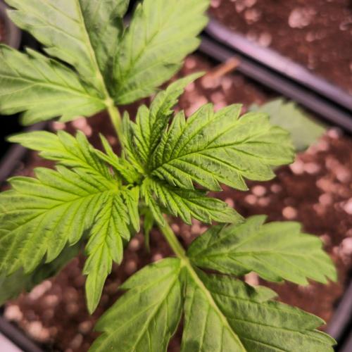 AutoflowerWorldCupBeingThereIsEverything. Week 2