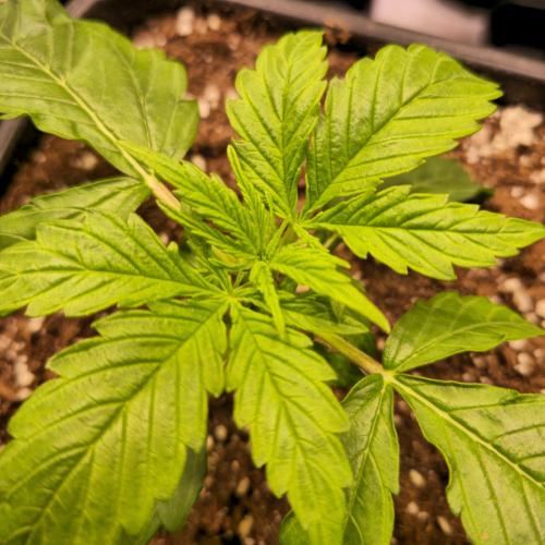 AutoflowerWorldCupBeingThereIsEverything. Week 2