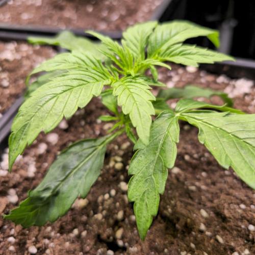 AutoflowerWorldCupBeingThereIsEverything. Week 2 - Zkittlez 