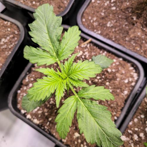 AutoflowerWorldCupBeingThereIsEverything. Week 2