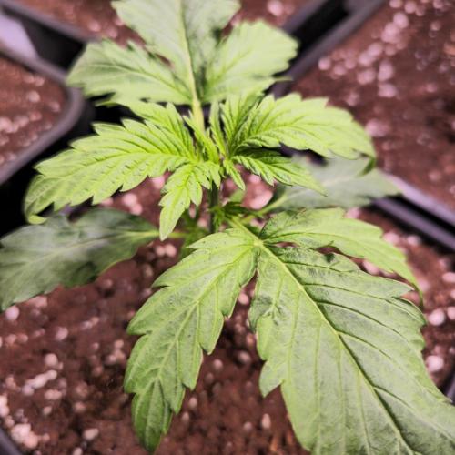 AutoflowerWorldCupBeingThereIsEverything. Week 2